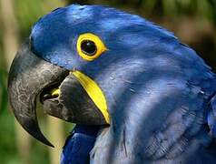 Hyacinth Macaw