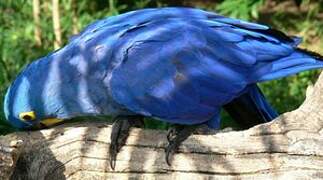 Hyacinth Macaw