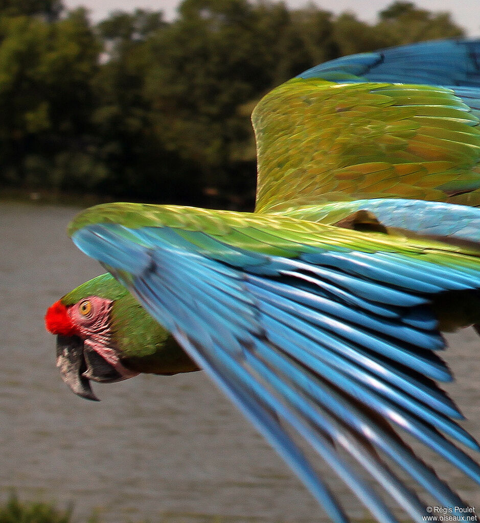 Military Macaw, Flight