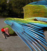 Military Macaw