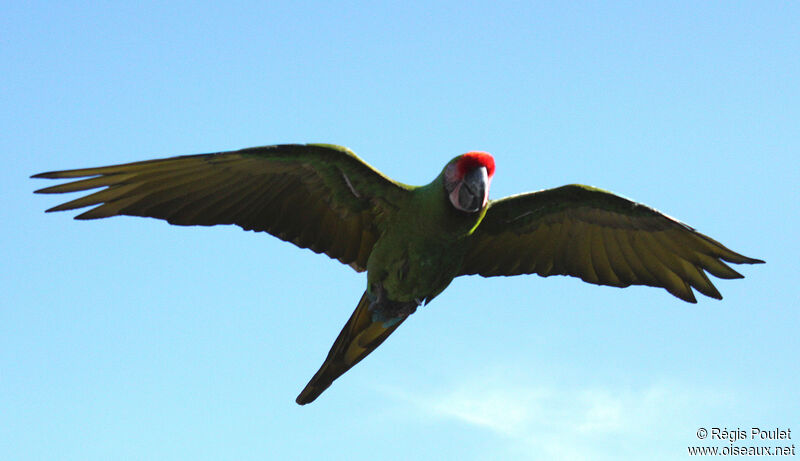 Military Macaw, Flight