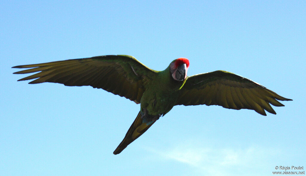 Military Macaw, Flight