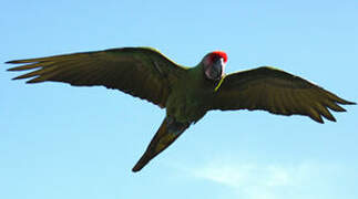 Military Macaw