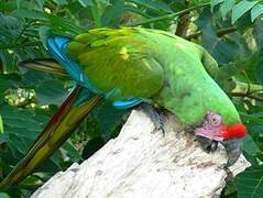 Military Macaw