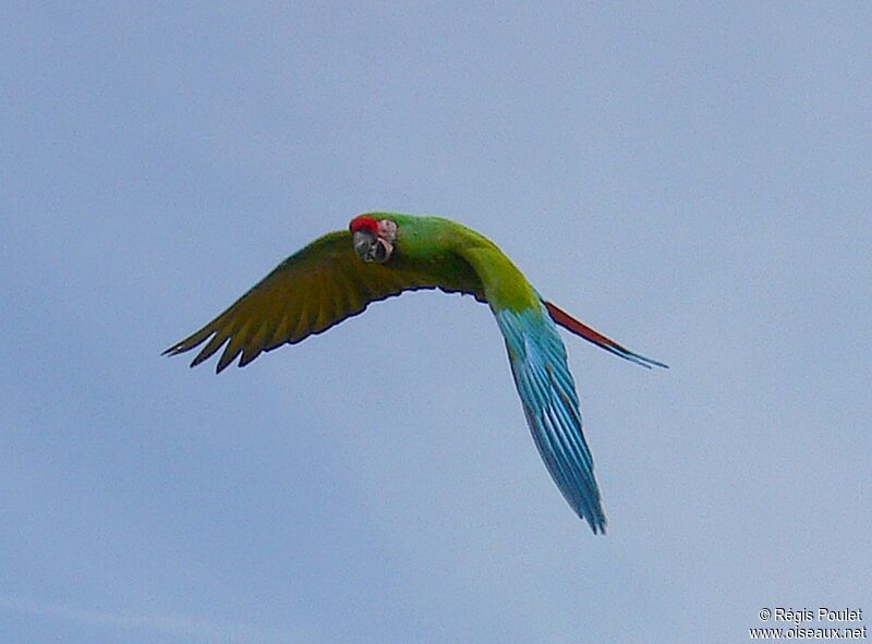 Military Macaw, Flight
