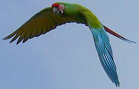 Military Macaw