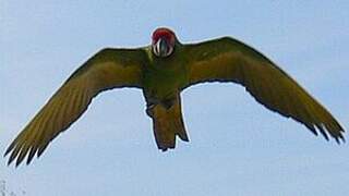 Military Macaw