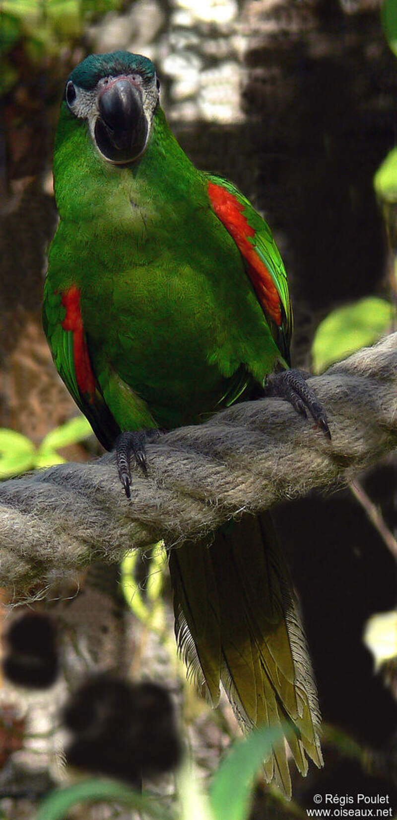 Red-shouldered Macaw - Diopsittaca nobilis adult - repo63161