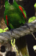 Red-shouldered Macaw