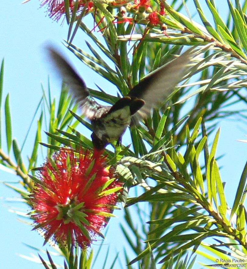 Glittering-throated Emerald