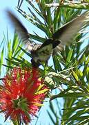 Glittering-throated Emerald