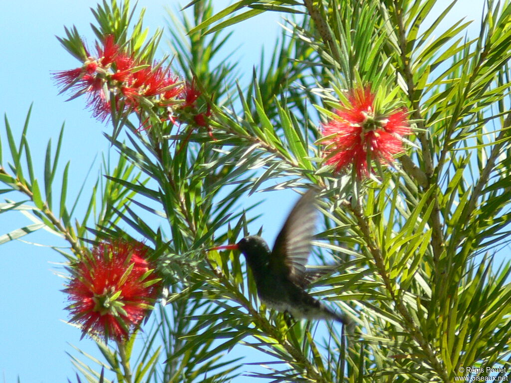 Glittering-throated Emerald, Flight