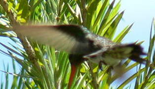 Glittering-throated Emerald