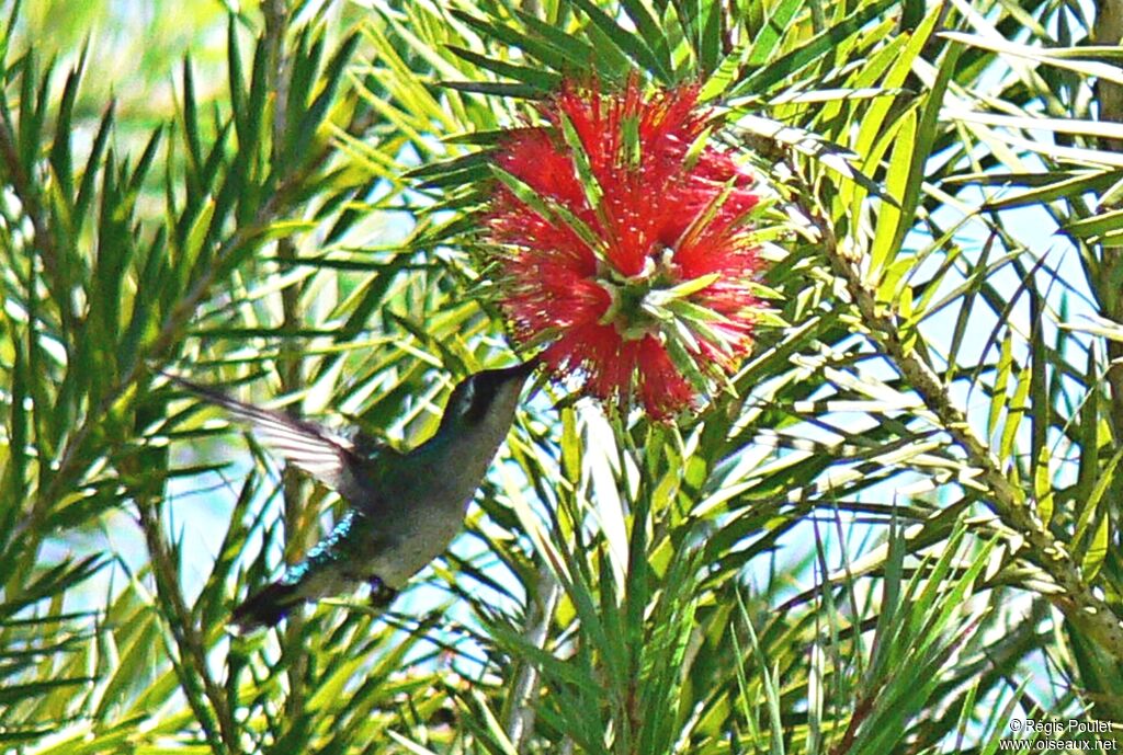 Glittering-throated Emerald, identification, Flight, feeding habits