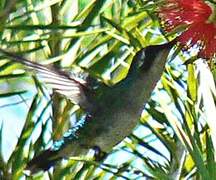 Glittering-throated Emerald