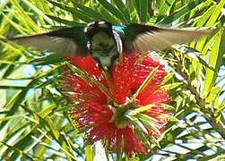 Glittering-throated Emerald