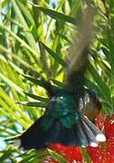 Glittering-throated Emerald