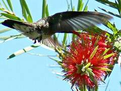 Glittering-throated Emerald