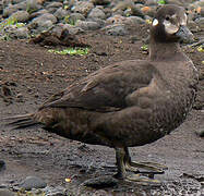 Harlequin Duck