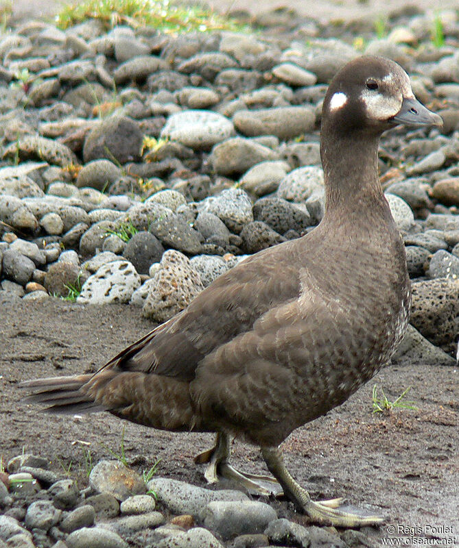 Harlequin Duck female adult, identification