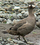 Harlequin Duck