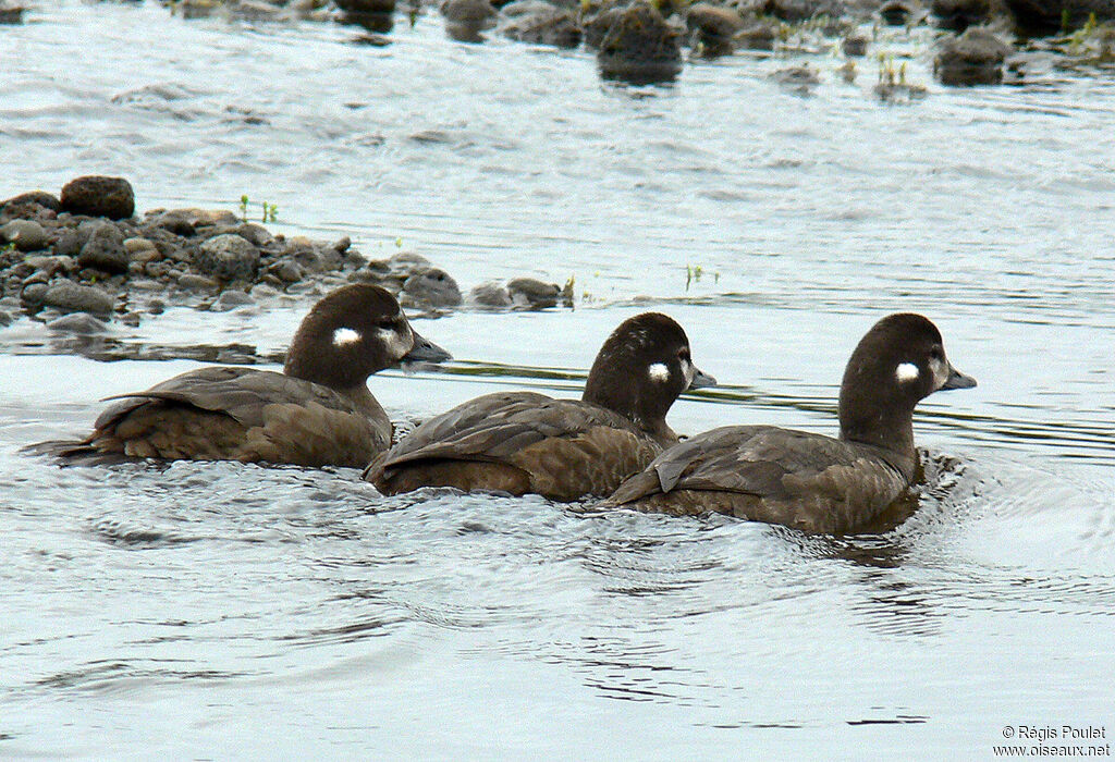 Arlequin plongeur femelle adulte, identification