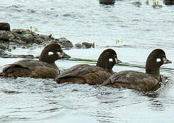 Harlequin Duck