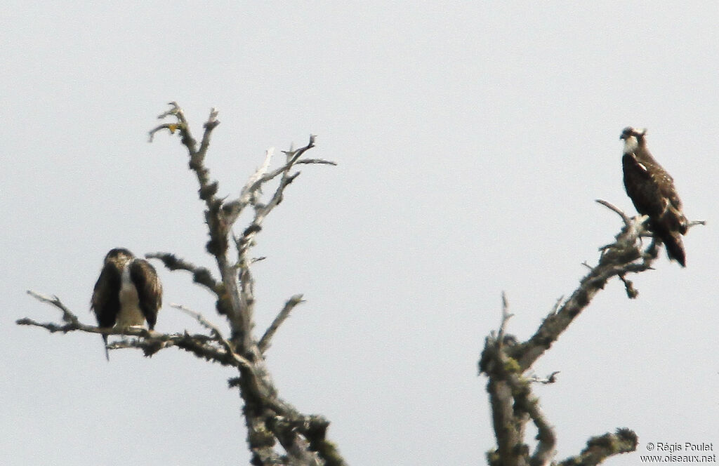 Western Osprey