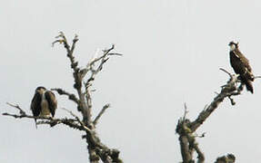 Western Osprey