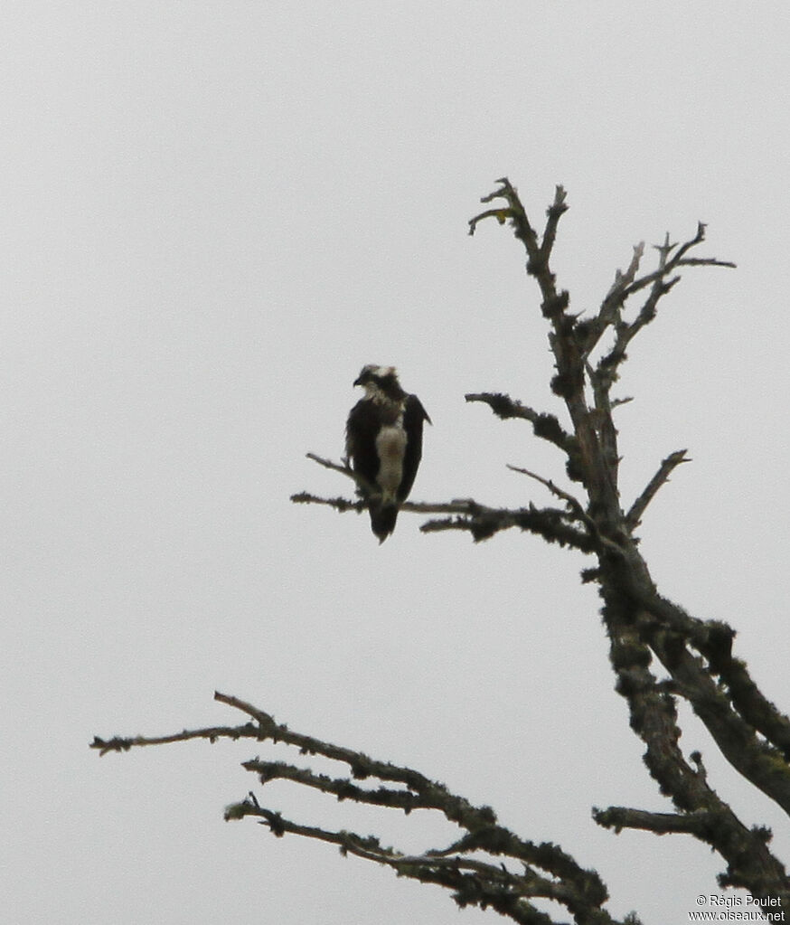 Balbuzard pêcheurjuvénile