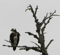 Western Osprey