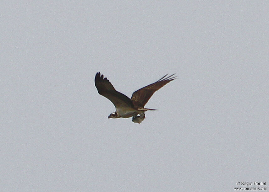 Osprey