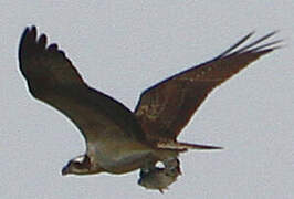 Western Osprey