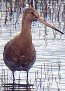 Black-tailed Godwit