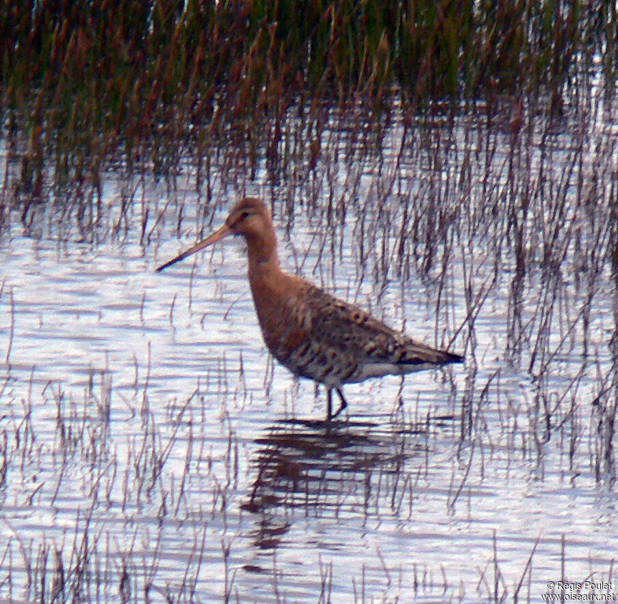 Black-tailed Godwit male adult breeding