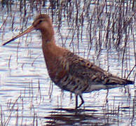 Black-tailed Godwit