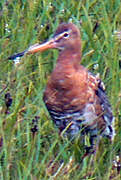 Black-tailed Godwit