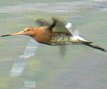 Black-tailed Godwit