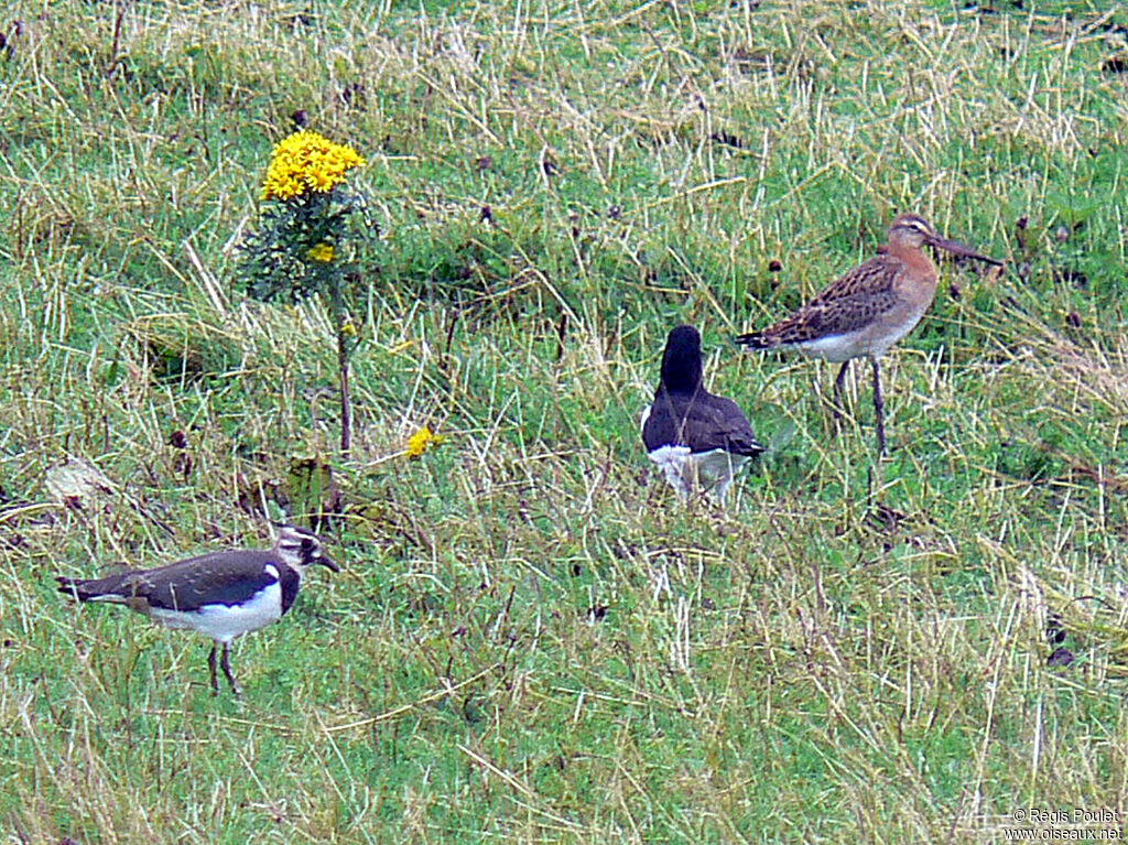 Bar-tailed Godwit female adult