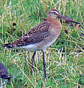 Bar-tailed Godwit