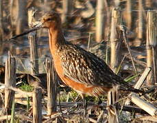 Bar-tailed Godwit