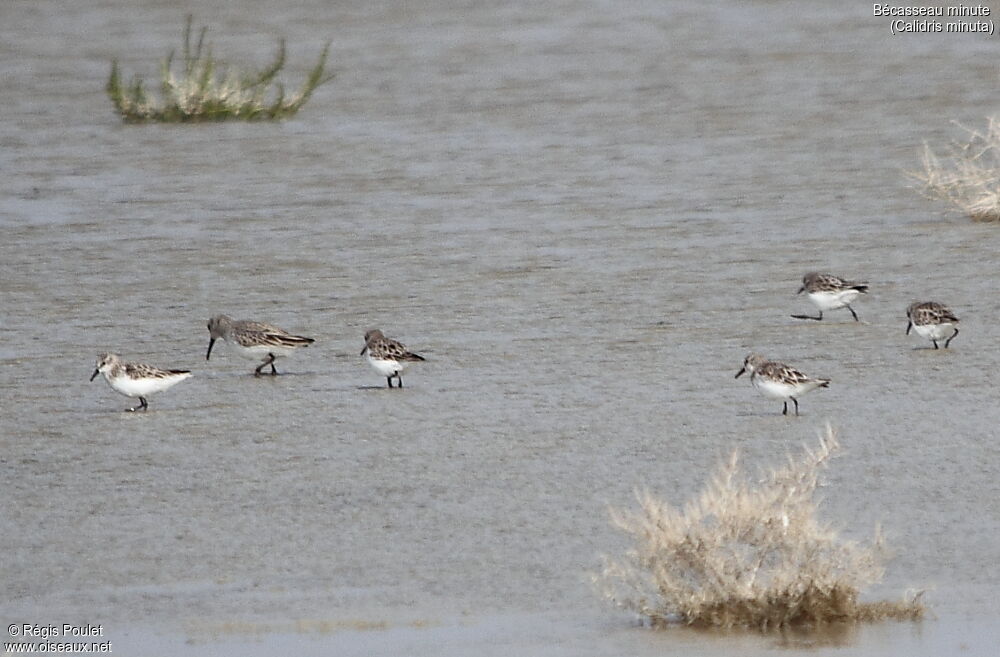 Little Stint