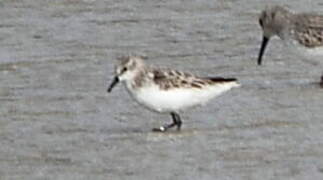 Little Stint