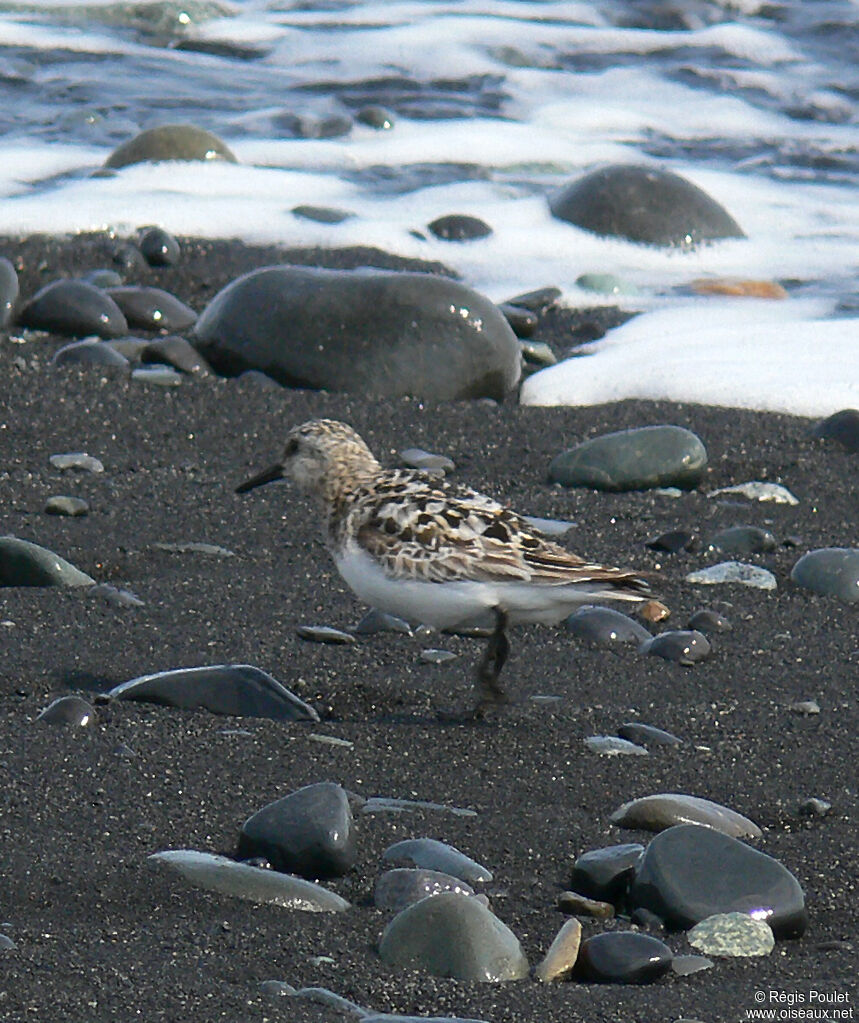 Sanderlingjuvenile