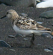 Bécasseau sanderling