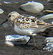 Bécasseau sanderling