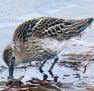 Dunlin