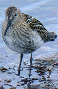 Dunlin