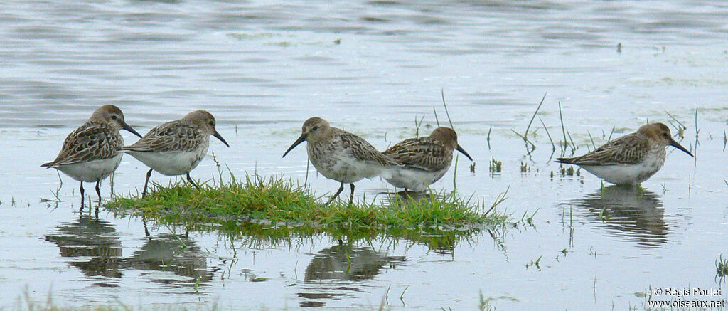 Dunlin