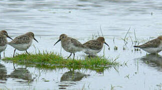 Dunlin